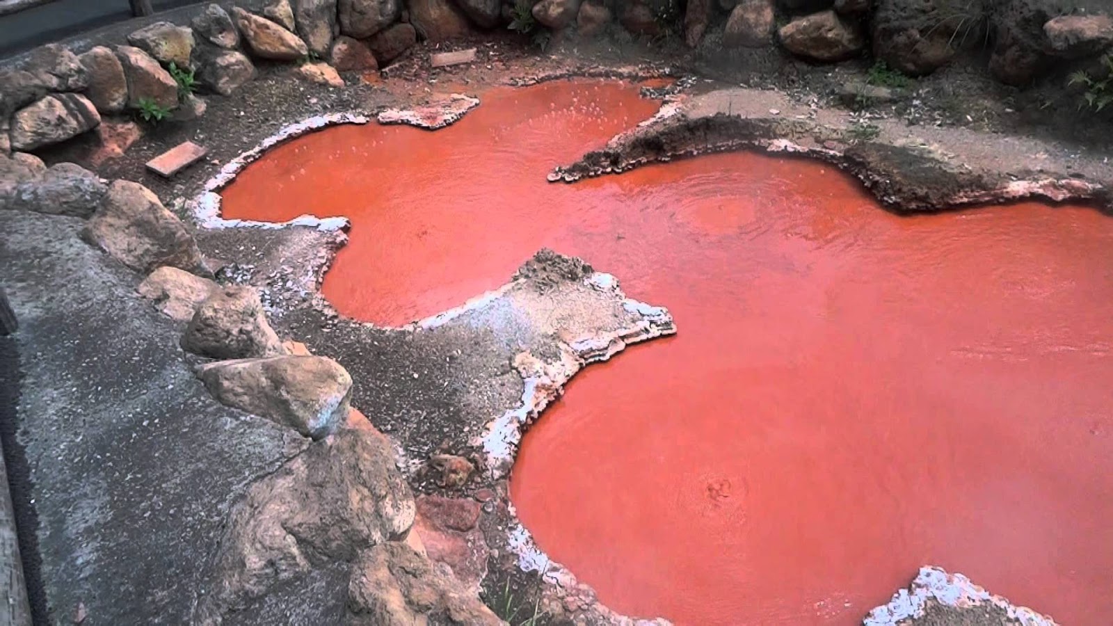 concentration-koi-pond