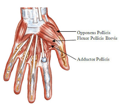 what is the muscle between your thumb and pointer finger