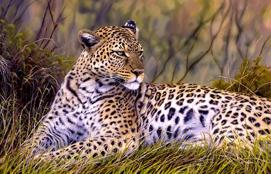 Leopard | The Biggest Animals Kingdom