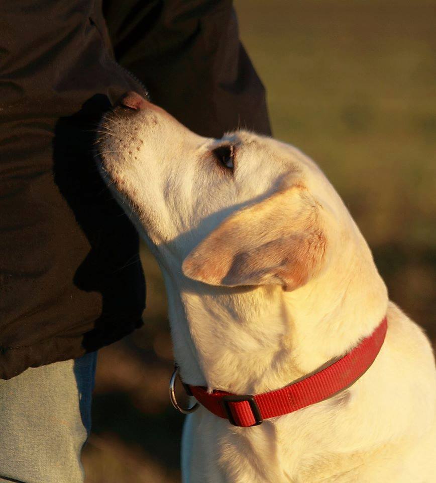 tierheim stadthagen woodenbild )