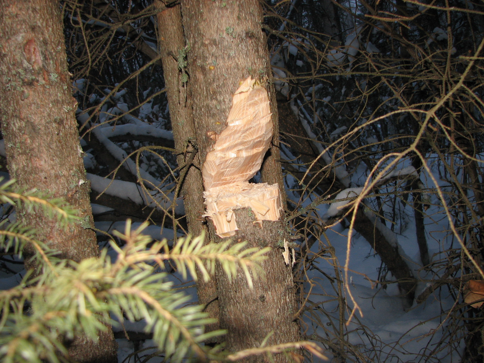A Family is an Adventure How to Chop down a Christmas Tree
