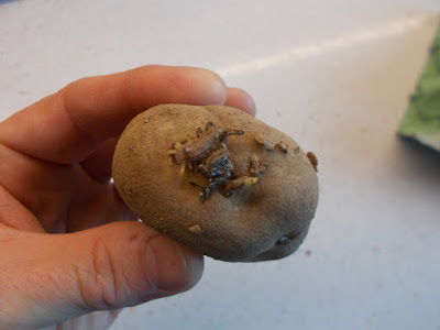 Chitting potatoes The 80 Minute Allotment The Green Fingered Blog