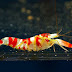 The pistol shrimp emits a sound that is louder than a gunshot!