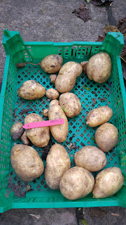 Markies potatoes