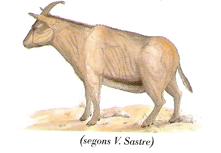 cabras prehistoricas Myotragus