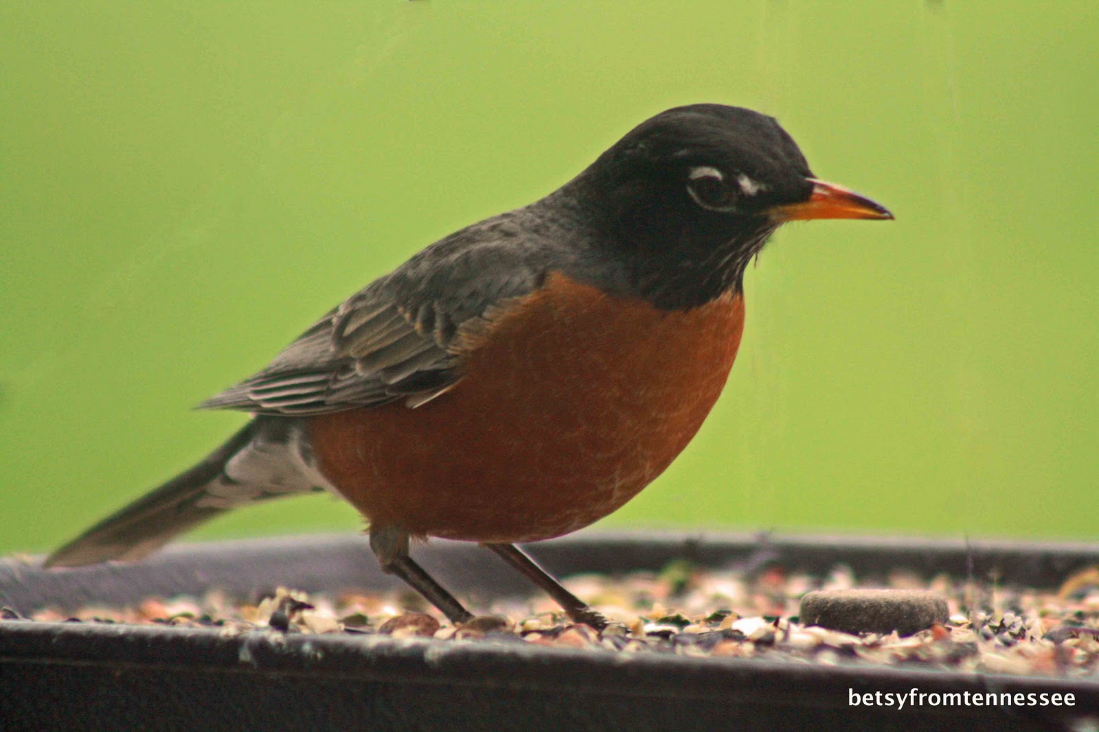 JOYFUL REFLECTIONS More Backyard Birds in our Yard