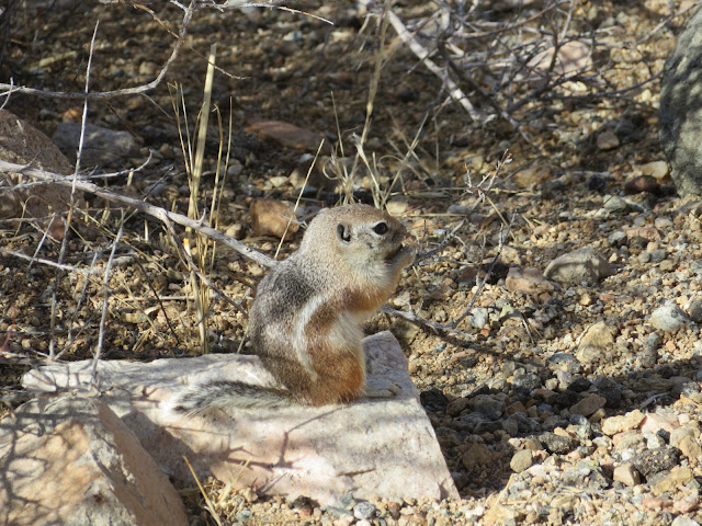 ground squirrel on a rock