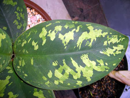 Allah's-Name-Appears-on-an-Aglaonema-Plant