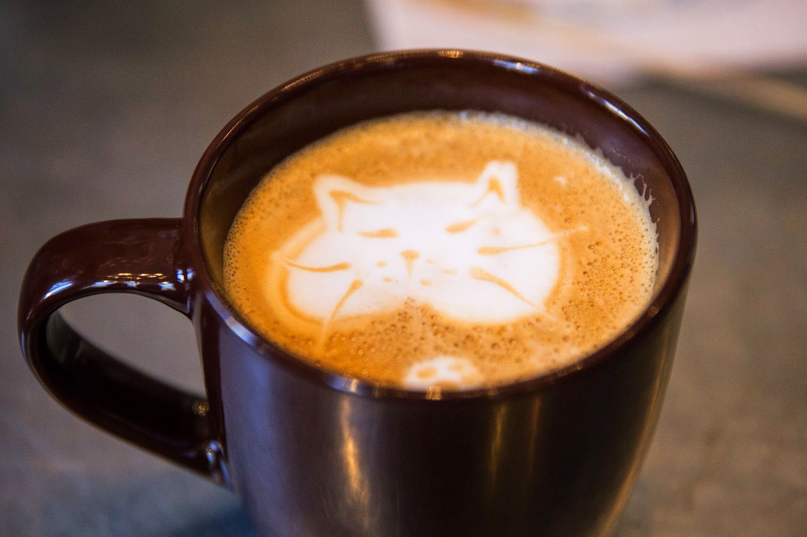 Pop up Cat  Cafe  opens in America Images Archival Store