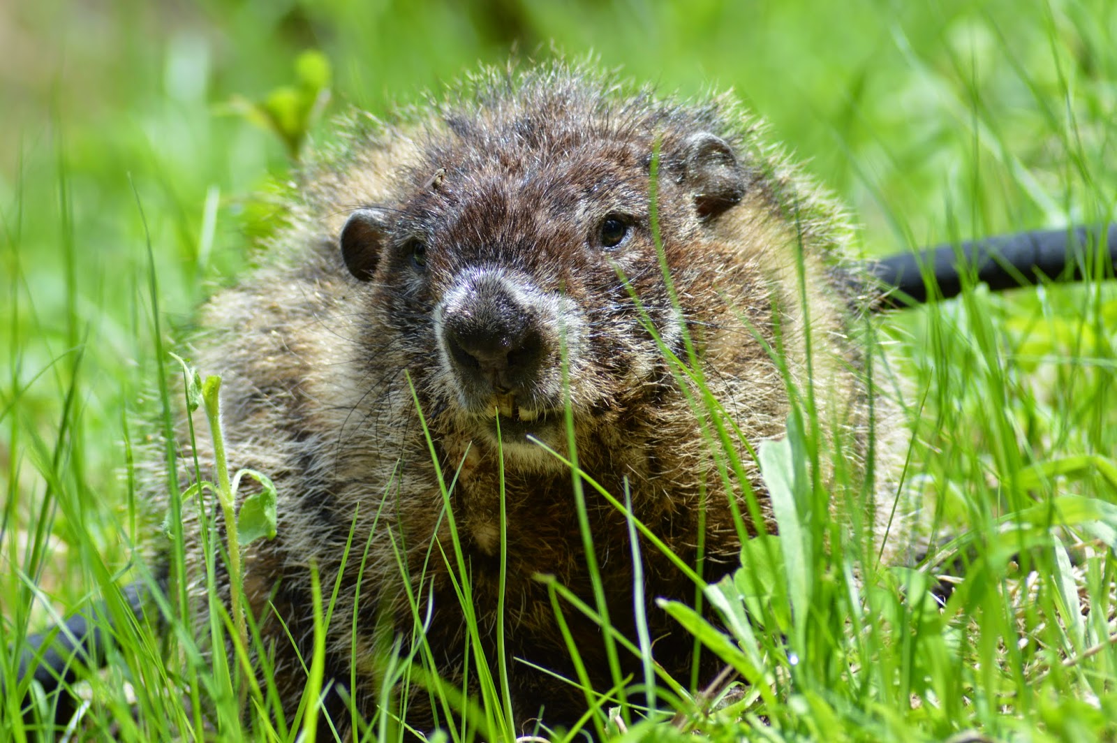 Small Mammals of Arkansas Trails of Arkansas (& now California)