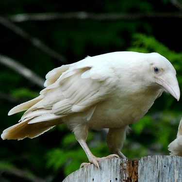 White Raven 117