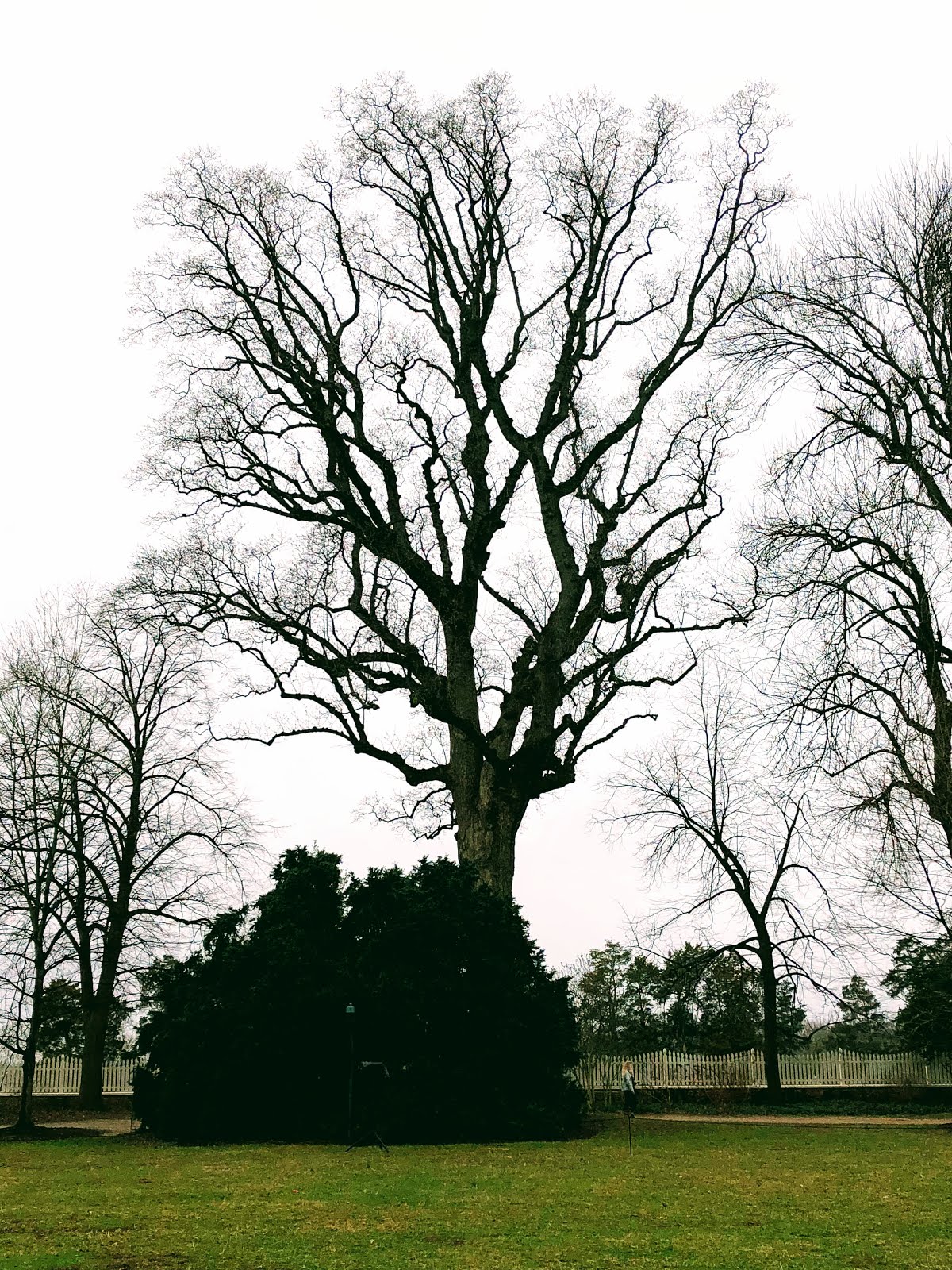 Walking Arizona Washington Planted this Tree