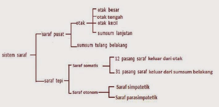 Sistem Koordinasi Pada Manusia Pintar Biologi