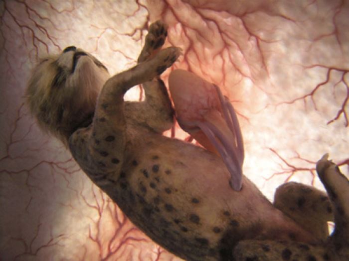 12 Wonderful Pictures of Unborn Animals in the Womb - Leopard