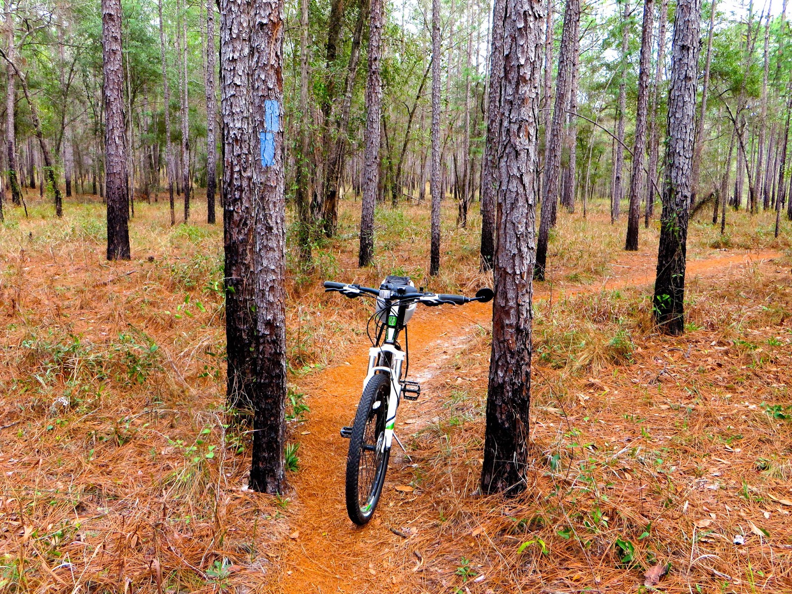 Chuck's Adventures Biking Florida's Munson Hills Mountain Bike Loops
