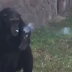 Chimpancé que fuma 20 cigarros diarios