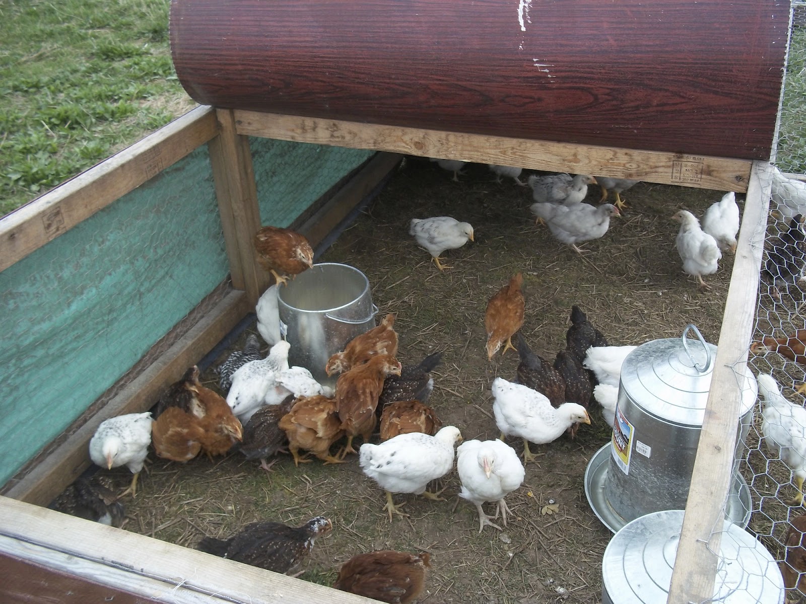 Culinary Types Heritage Meat Birds at Restoration Farm Go You