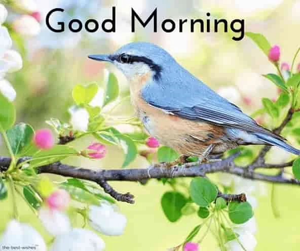 good morning images with birds