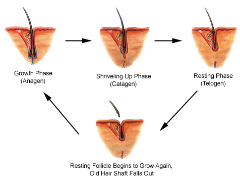 What Are Your Hair Loss Causes &amp; How Acupuncture Help In This?