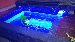 KOLAM KOI SEDERHANA JASA TUKANG KOLAM , KOLAM KOI , KOLAM HIAS , KOLAM RELIEF