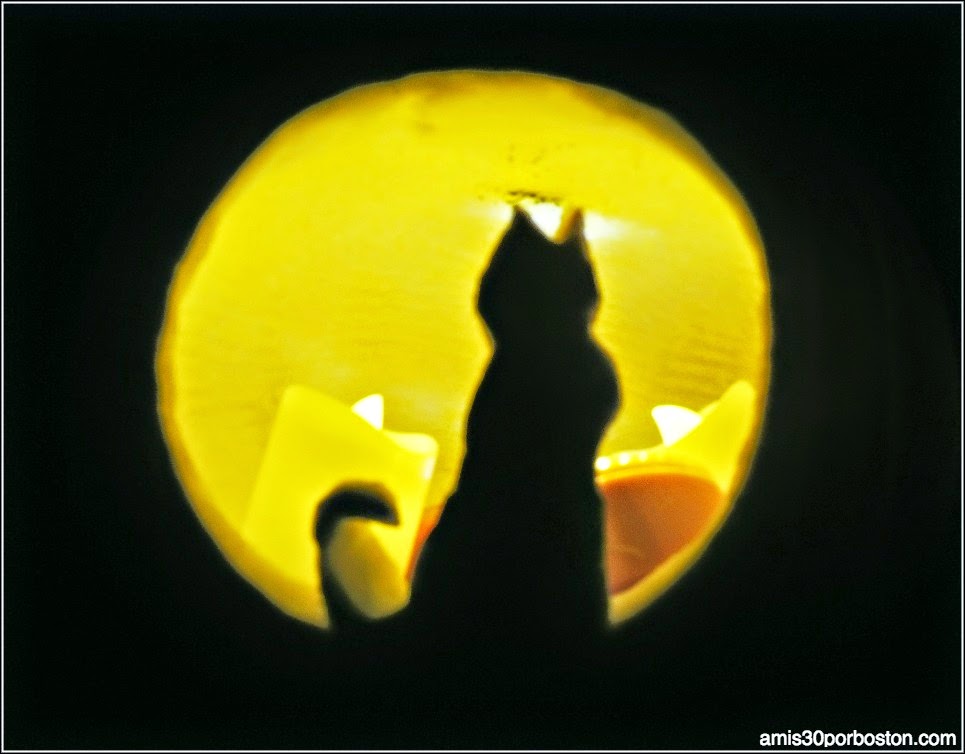 Calabazas Decoradas para Halloween: Gato y Luna Llena 