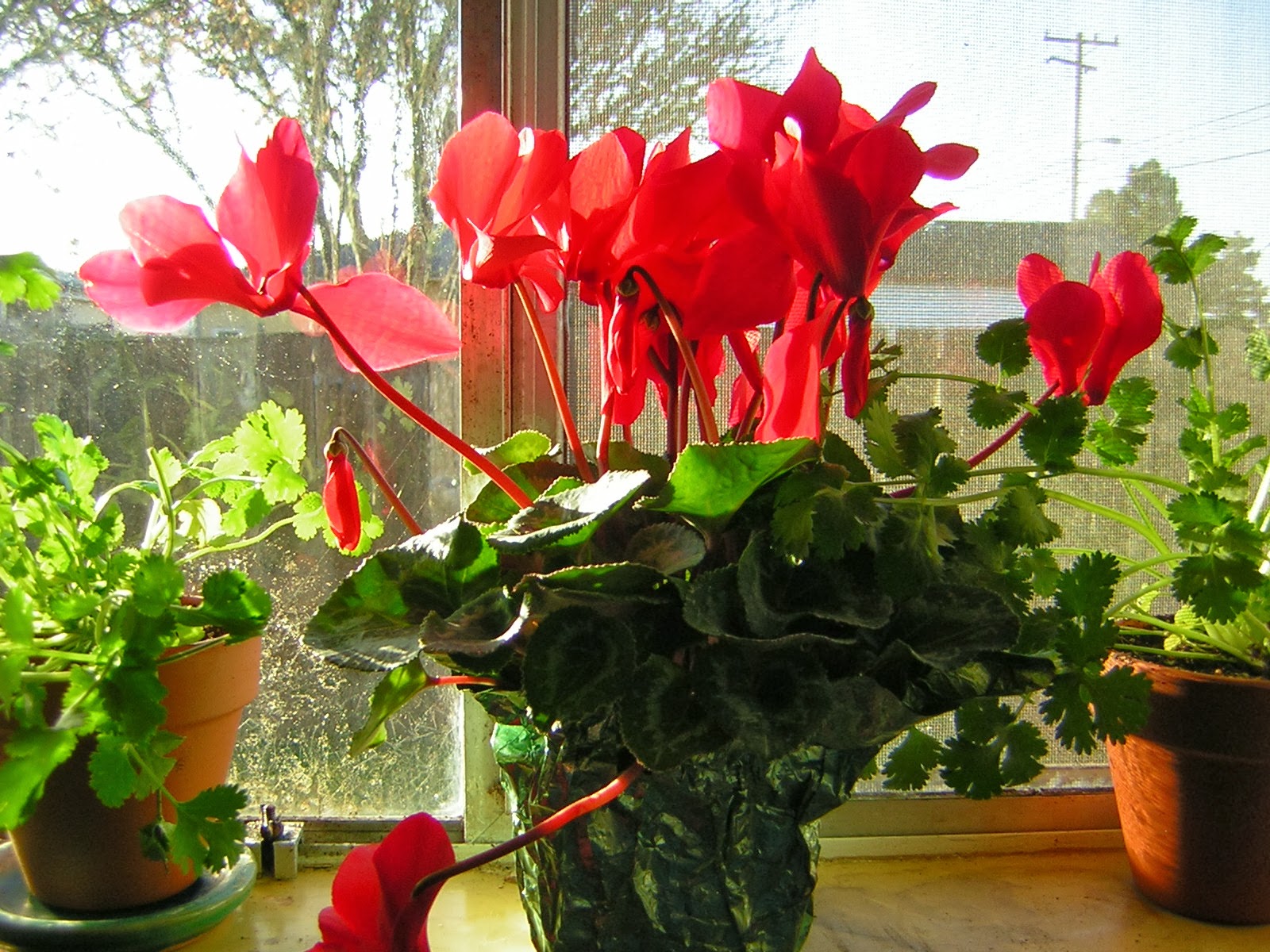 <em>Terra Garden</em> Our flowers that bloom at Christmas