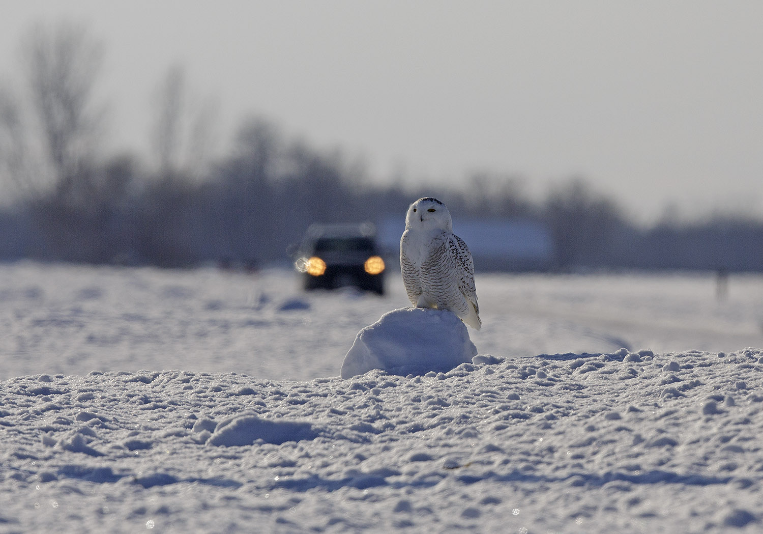 pewit what would you do withe a Snowy Owl on your roof?