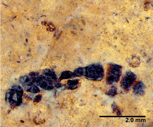 New ant species emerge from 46-million-year-old rock in Montana