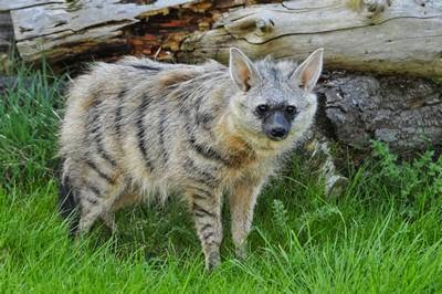 aardwolf animals hyena facts animal zoo striped ears carnivore small cute latest park hamerton amazing