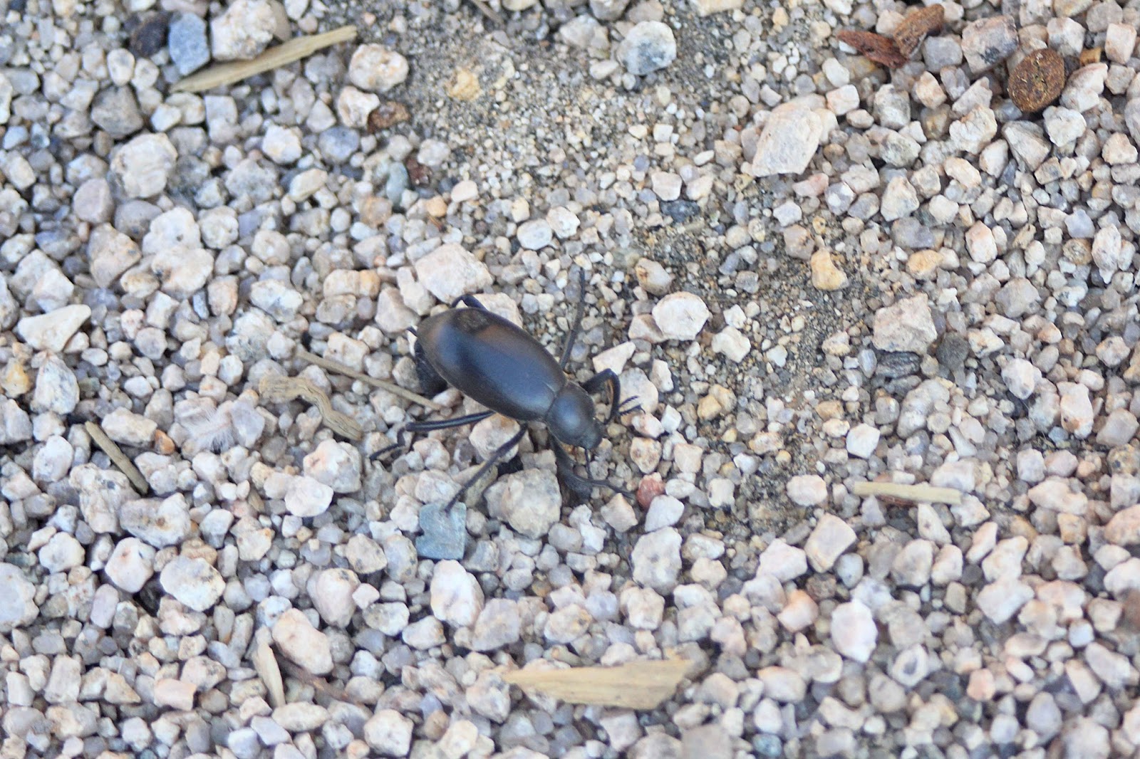 Camissonia's Critter Life List Stink Beetle/Darkling Pinacate Beetle