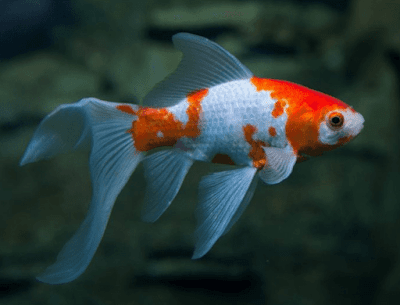 Ikan Perusak Aquascape - Ikan Komet Ikan Perusak Aquascape - Ikan Komet