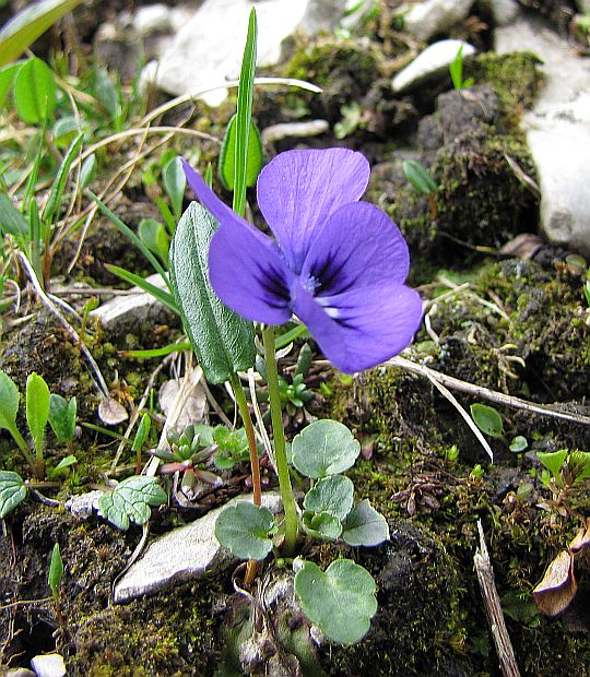Fiołek alpejski (Viola alpina).