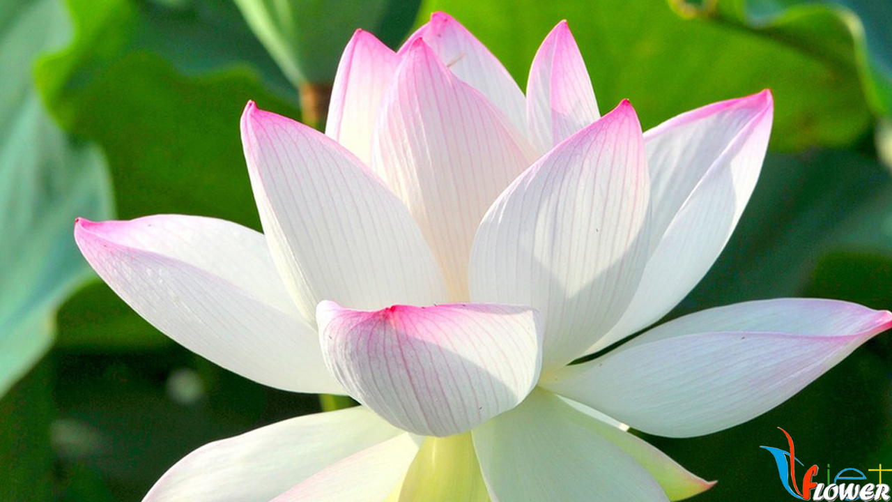 Ý Nghĩa Hoa Sen - Lotus