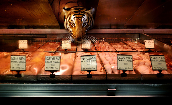 tigre en carniceria en supermercado