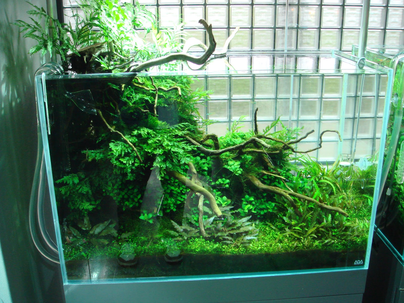 ✨90cmレイアウト水槽一式 ADA アクアリウム