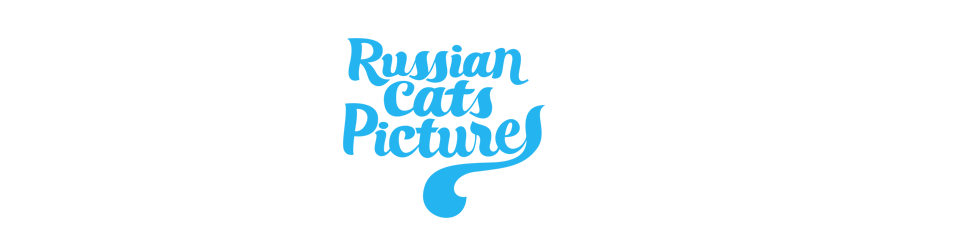 Russian Cats Pictures