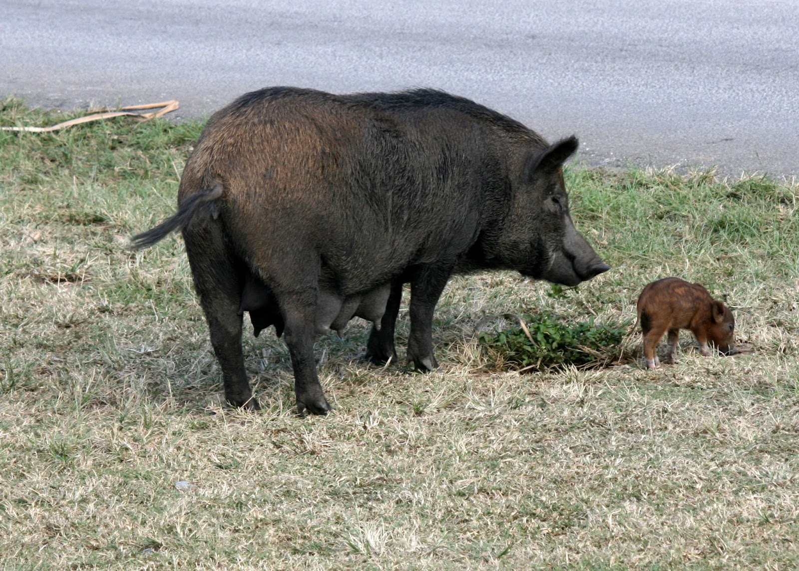 Mission To The Land of The Long White Cloud Animals in Tonga