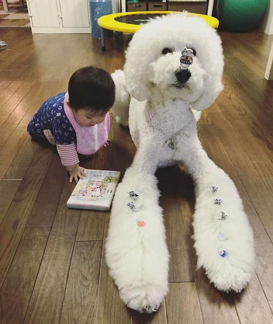 Ngắm nhìn tình bạn đáng yêu của bé gái và chú chó poodle