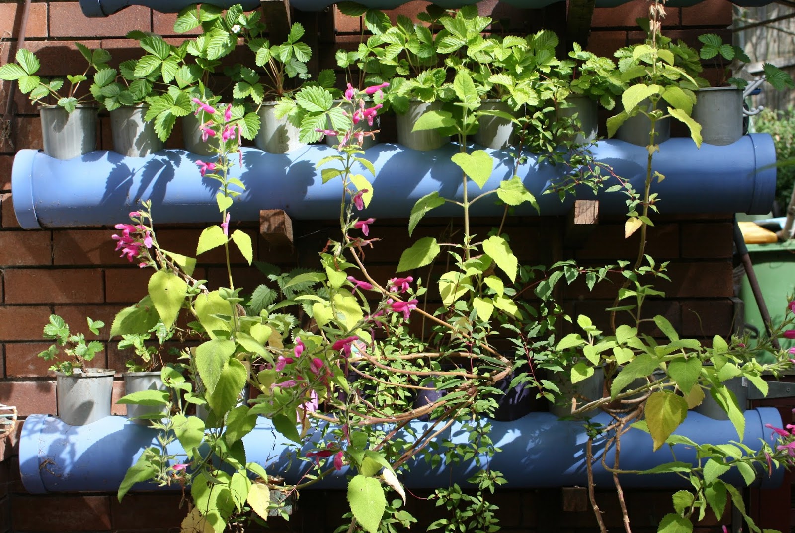 Willow Bee Inspired Garden Design No 1 Espalier Gardening