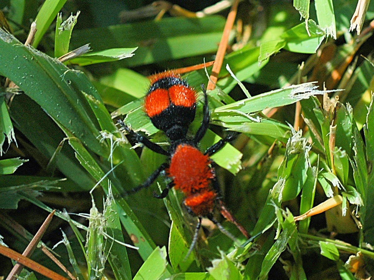 Amazing Animals Pictures The Red Velvet Ant or Eastern Velvet Ant or