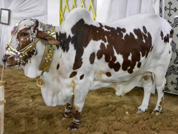 funter cow qurbani funter cow qurbani