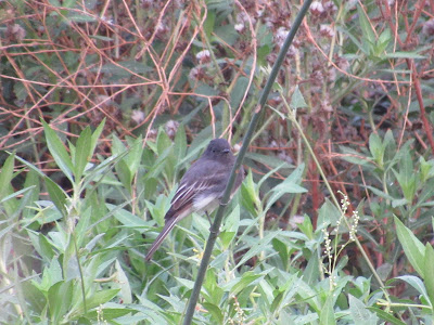 Sacramento National Wildlife Refuge