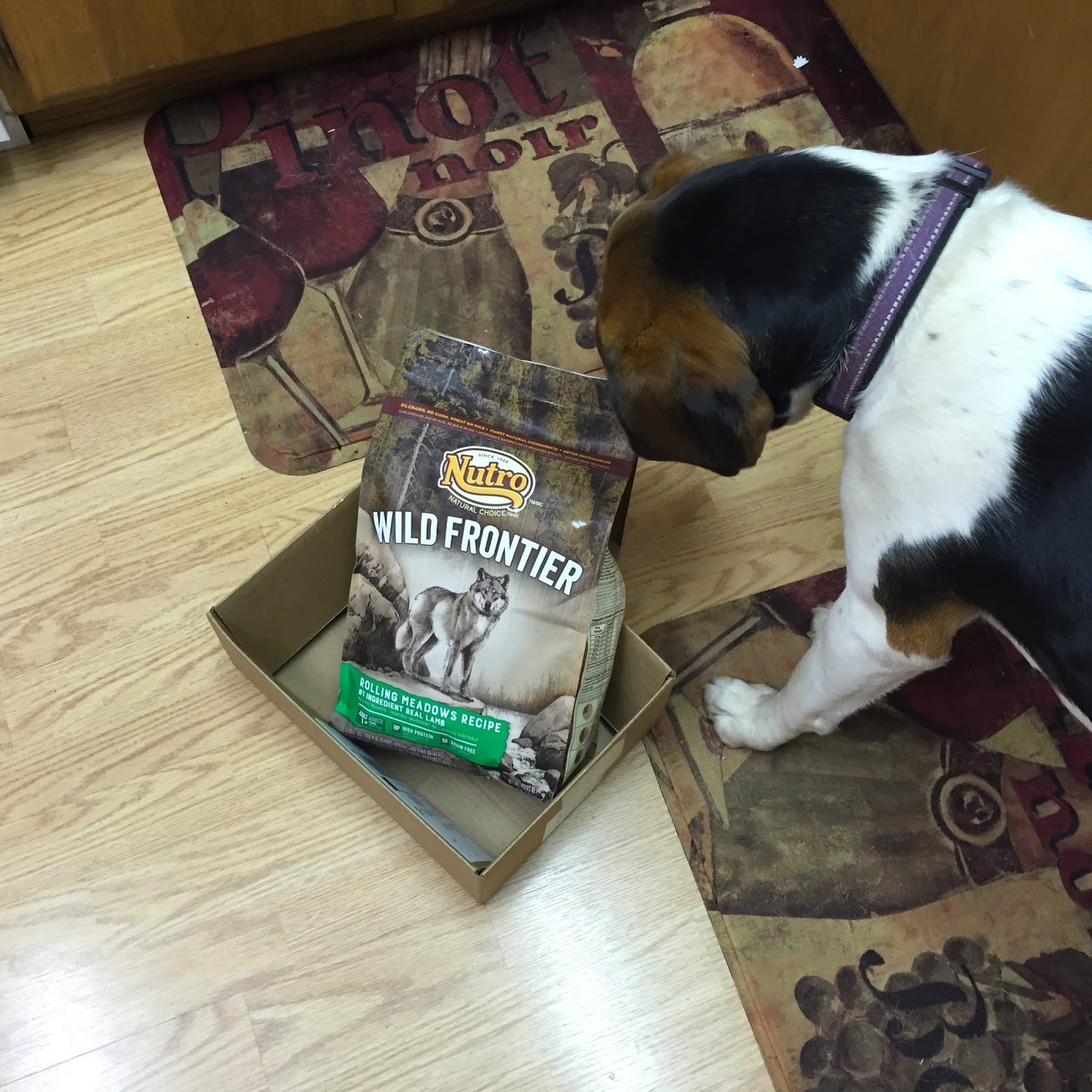 Cinnamon the Traveling Coonhound NUTRO™ Wild Frontier Dog Food Review