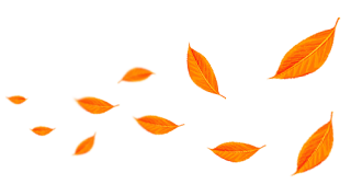 leaf PNG leaf PNG