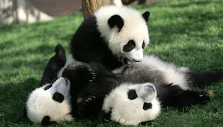صور الباندا , معلومات وصور عن دب الباندا