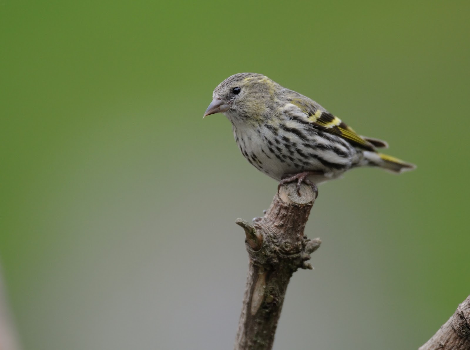 South Wales Birding.