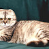 Scottish Fold - British Fold Cat