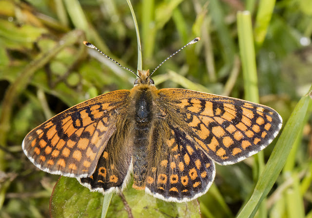 Glanville Fritillary, Melitaea cinxia. Male. Hutchinson's Bank, 24 May 2016. Glanville Fritillary, Melitaea cinxia. Male. Hutchinson's Bank, 24 May 2016.