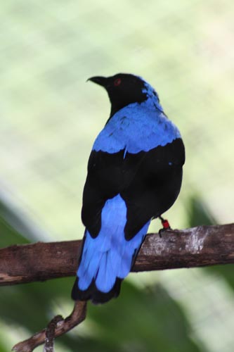 Fairy Bluebird Fairy Bluebird