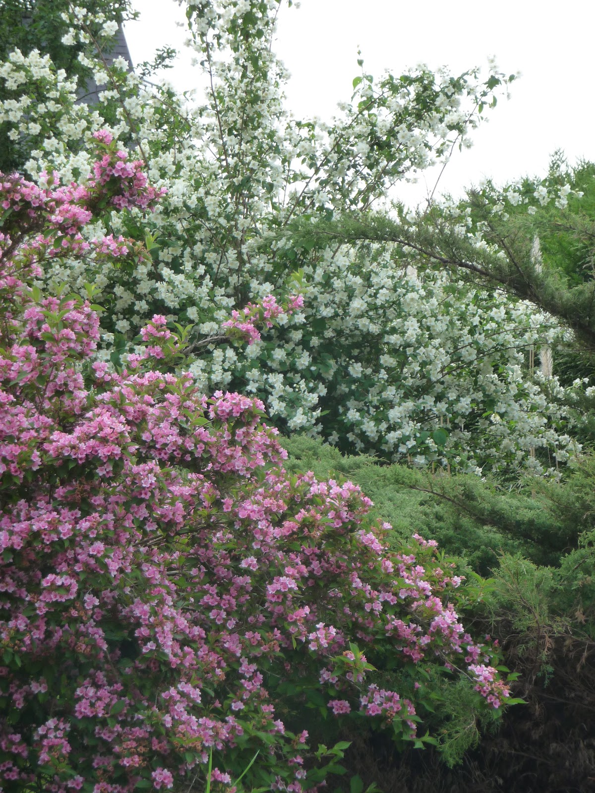 Notre Jardin Secret Arbustes Et Compagnie